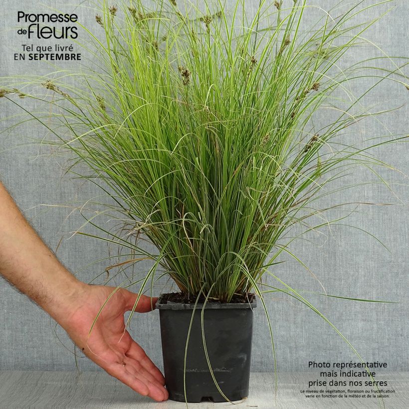 Esimerkki kesällä toimitetusta Sirosara Variegata Pot de 2L/3L-taimesta