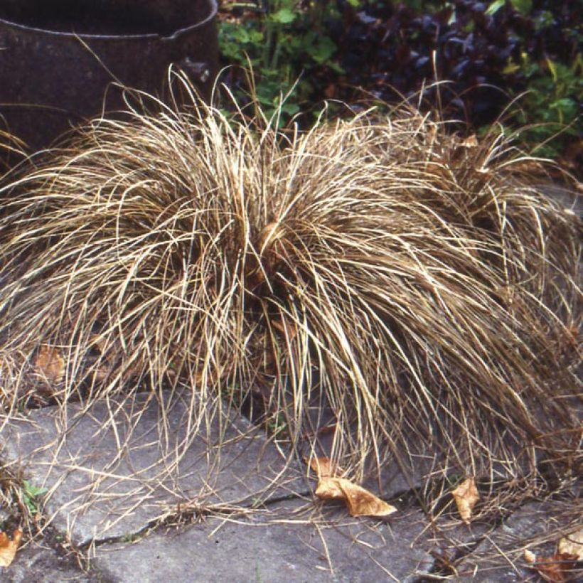 Kuparisara - Carex buchananii (Kasvutapa)