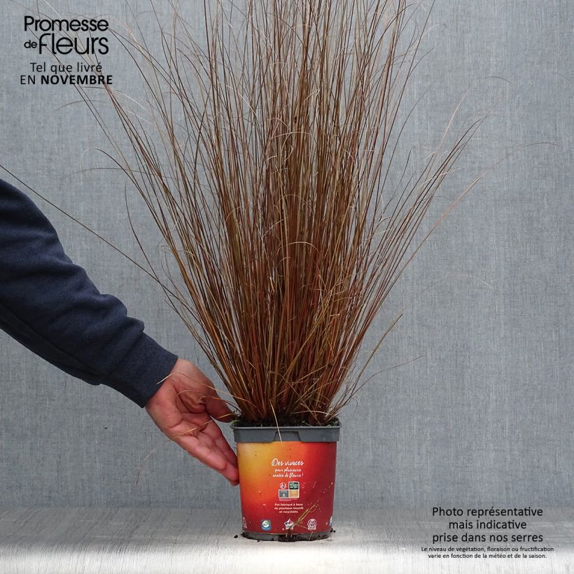 Esimerkki syksyllä toimitetusta Kuparisara - Carex buchananii 2 litran/3 litran ruukku-taimesta