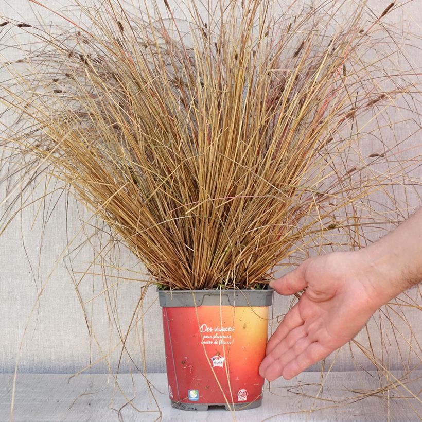 Esimerkki kesällä toimitetusta Kuparisara - Carex buchananii Ruukku 2L / 3L-taimesta
