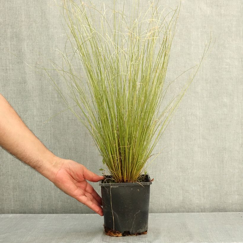Esimerkki kesällä toimitetusta Kuparisara Green Twist 1,5 litran / 2 litran kannu-taimesta