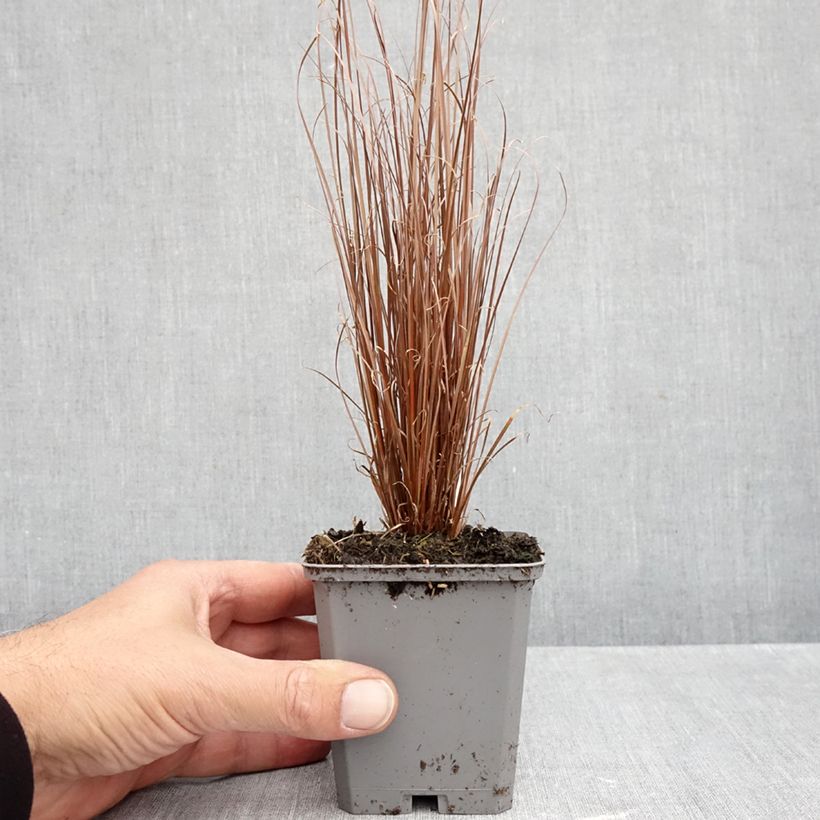 Esimerkki syksyllä toimitetusta Kuparisara Red Rooster 8/9 cm taimiruukku-taimesta