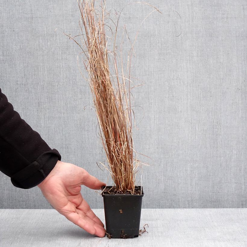 Esimerkki talvella toimitetusta Carex buchananii Red Rooster - Laîche de Buchanan Godet de 8/9 cm-taimesta