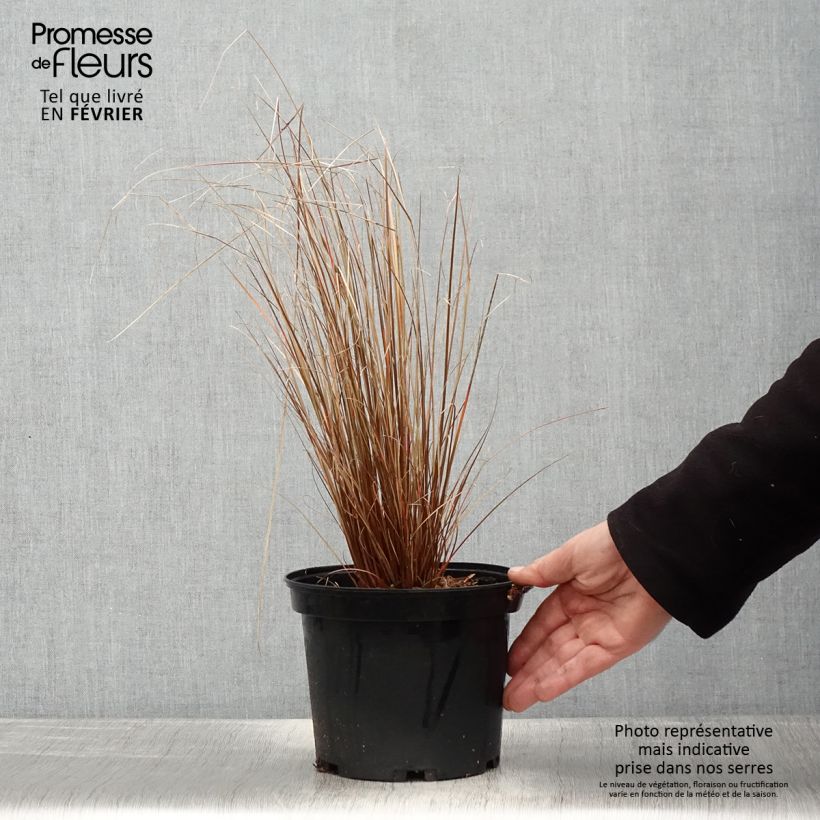 Esimerkki talvella toimitetusta Carex buchananii Red Rooster - Laîche de Buchanan Pot de 2L/3L-taimesta