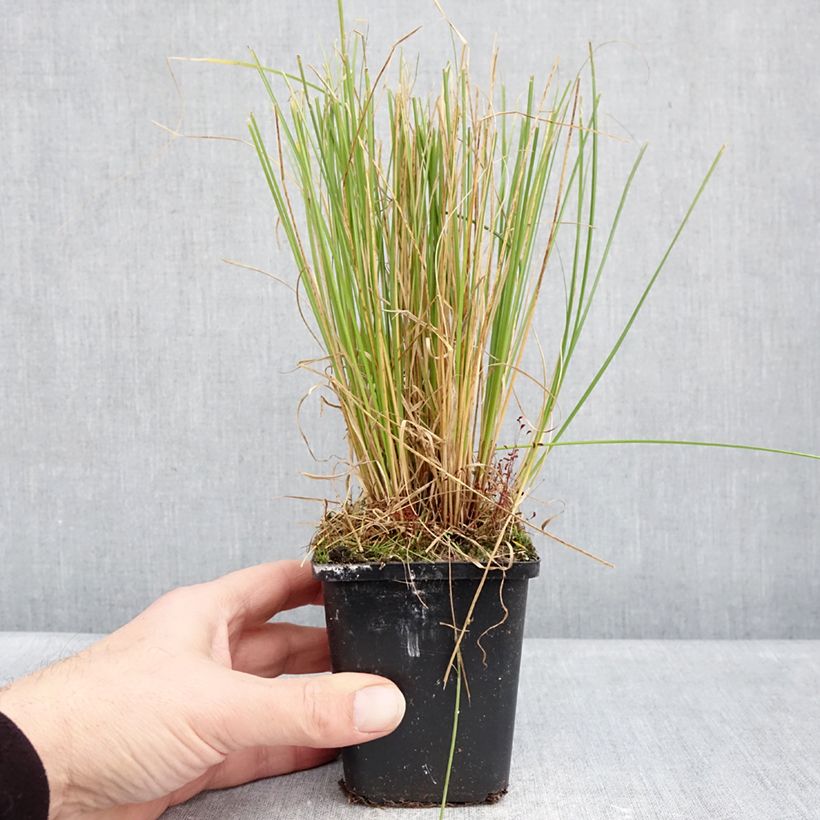 Esimerkki talvella toimitetusta Pronssisara Phoenix Green 8/9 cm taimiruukku-taimesta