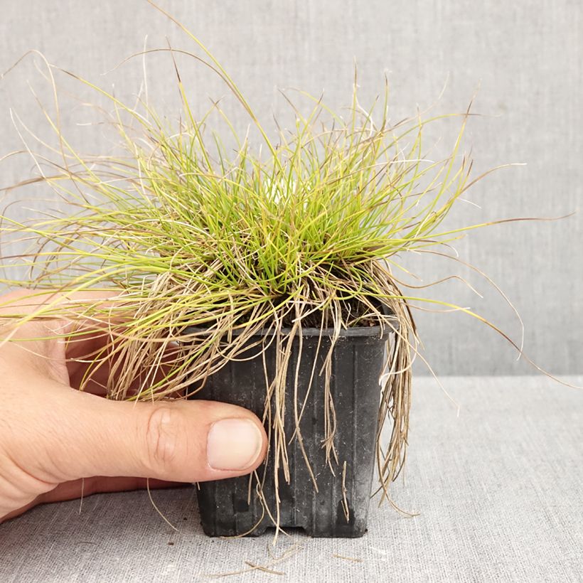Esimerkki syksyllä toimitetusta Sara - Carex davalliana 8/9 cm taimiruukku-taimesta