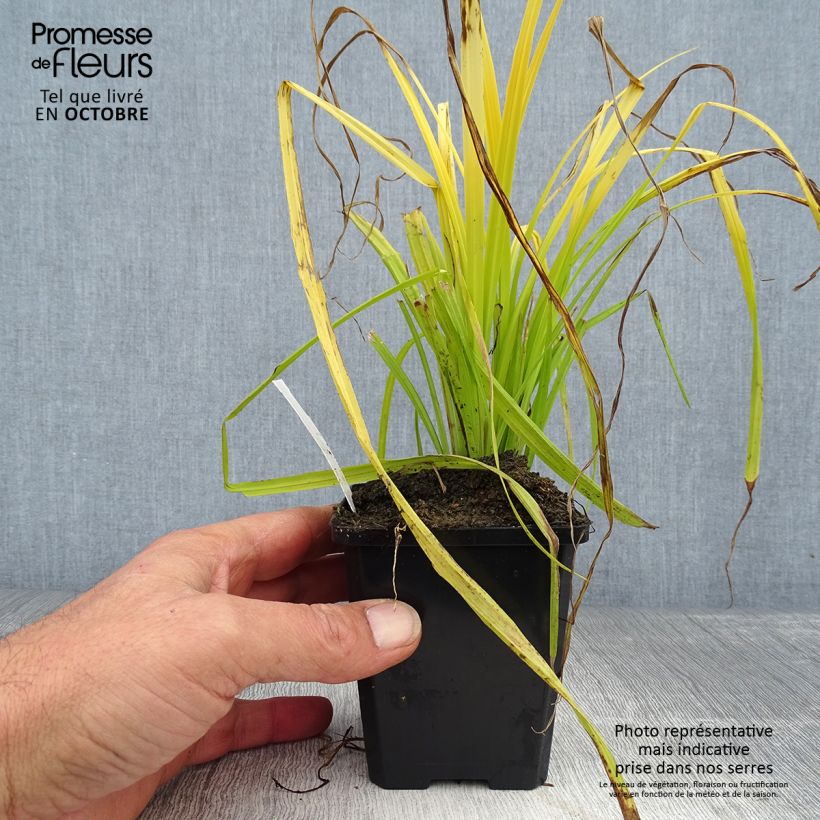 Esimerkki syksyllä toimitetusta Piukkasara Aurea 8/9 cm taimiruukku-taimesta