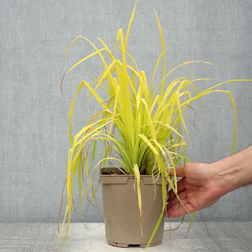 Esimerkki kesällä toimitetusta Piukkasara Aurea Pot de 2L/3L-taimesta