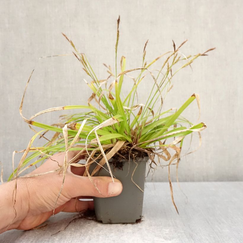 Esimerkki keväällä toimitetusta Oshimasara EverColor Everlite Godet de 8/9 cm-taimesta
