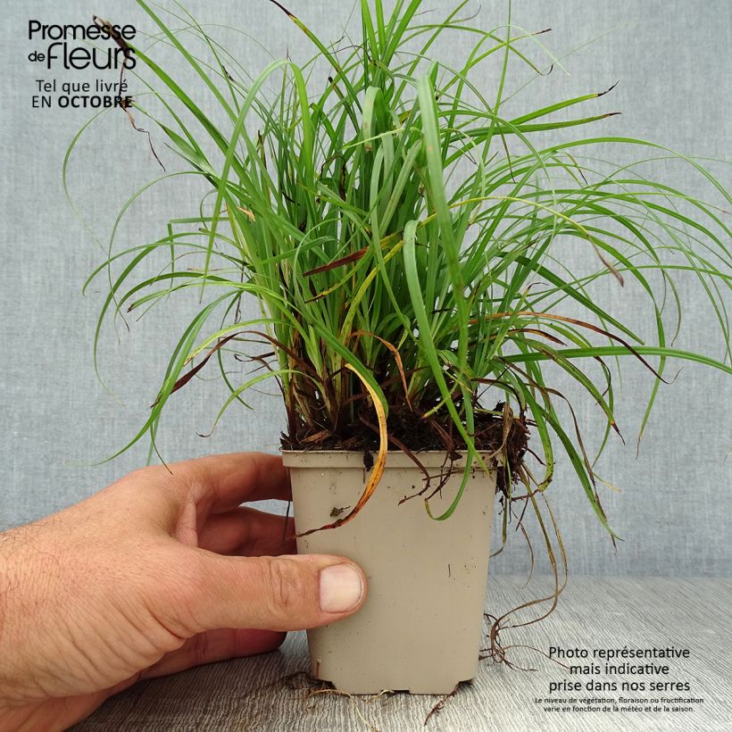 Esimerkki syksyllä toimitetusta Vahasara - Carex flacca 8/9 cm taimiruukku-taimesta