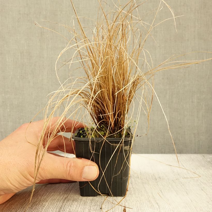 Esimerkki syksyllä toimitetusta Ruskosara - Carex flagellifera 8/9 cm taimiruukku-taimesta