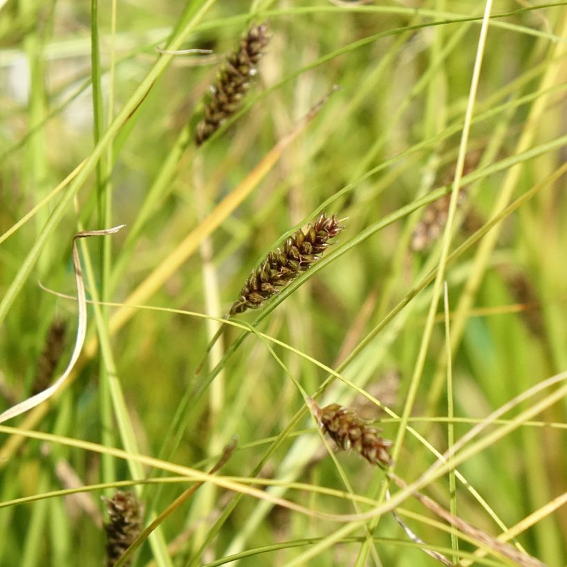 Ruskosara Kiwi - Carex flagellifera (Kukinta)