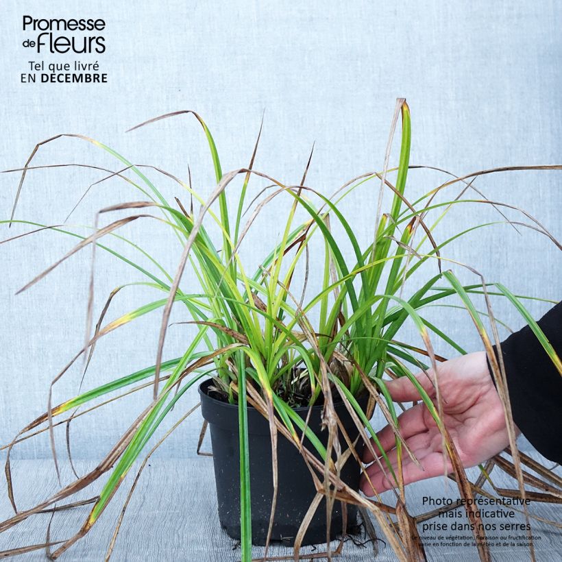 Esimerkki syksyllä toimitetusta Carex grayi - Laîche massue Pot de 2L/3L-taimesta