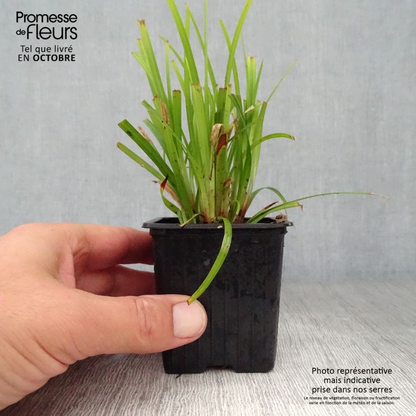 Esimerkki syksyllä toimitetusta Piikkinuijasara - Carex grayi 8/9 cm taimiruukku-taimesta