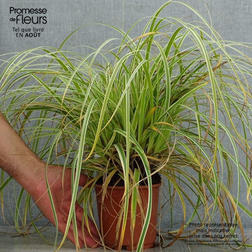 Esimerkki kesällä toimitetusta Oshimasara Feather Falls Ruukku 1L / 1,5L-taimesta