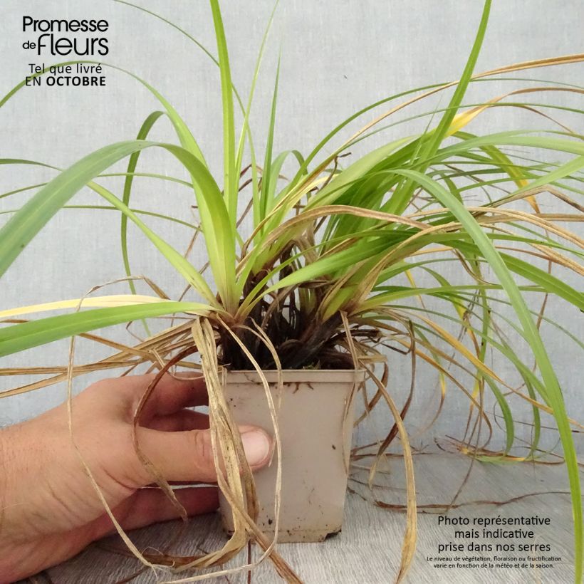 Esimerkki syksyllä toimitetusta Oshimasara Feather Falls 8/9 cm taimiruukku-taimesta