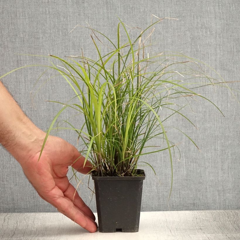 Esimerkki kesällä toimitetusta Sara Osaka Godet de 8/9 cm-taimesta