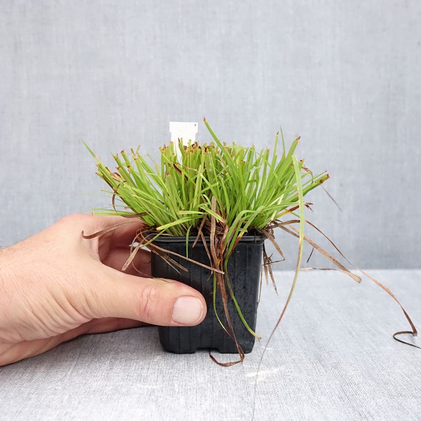 Esimerkki syksyllä toimitetusta Sara - Carex montana 8/9 cm taimiruukku-taimesta