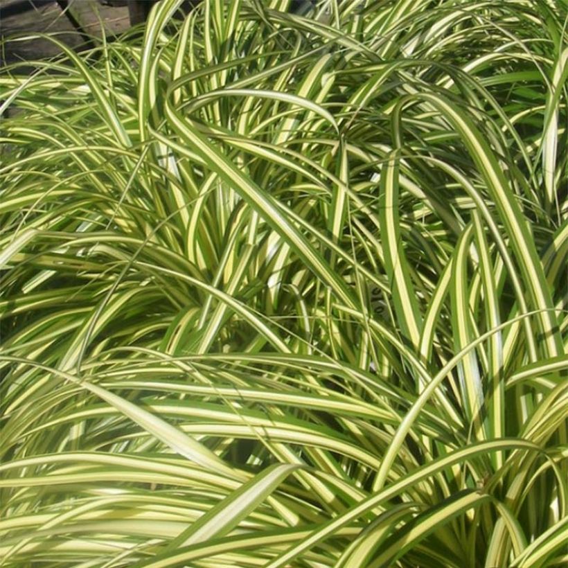 Sara Aureovariegata (Lehvistö)