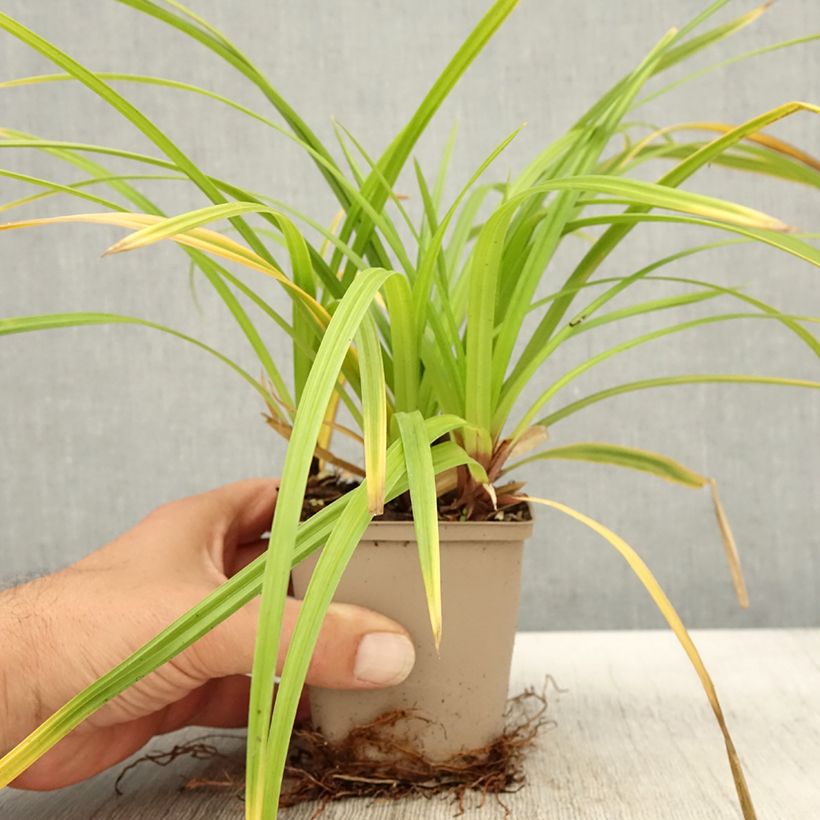 Esimerkki syksyllä toimitetusta Sara Irish Green 8/9 cm taimiruukku-taimesta