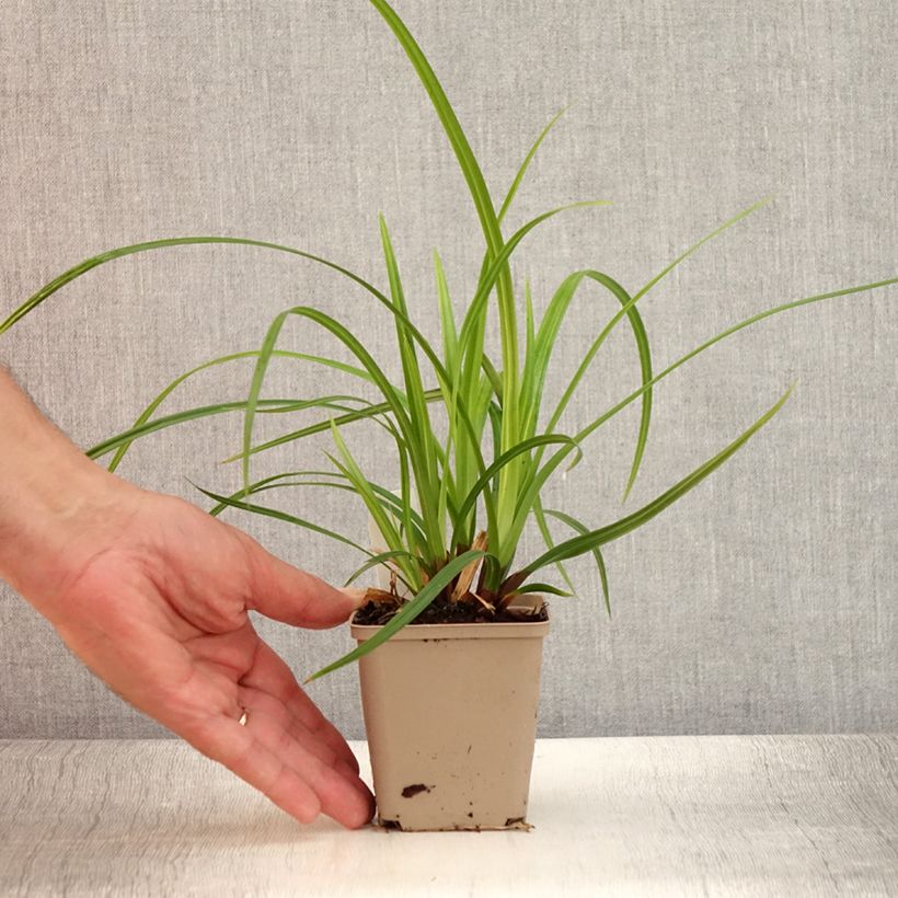 Esimerkki kesällä toimitetusta Sara Irish Green Taimiruukku 8/9 cm-taimesta