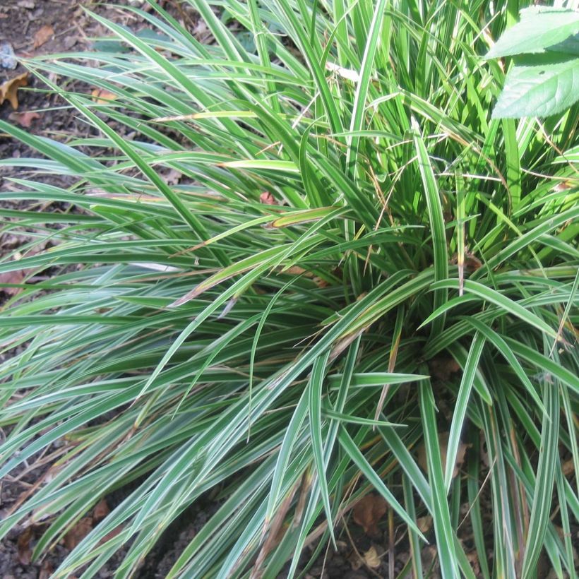 Sara Variegata (Kasvutapa)