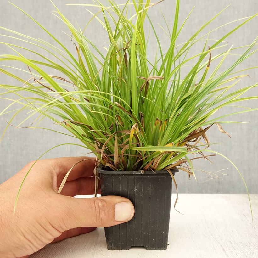 Esimerkki kesällä toimitetusta Sara Variegata Godet de 8/9 cm-taimesta