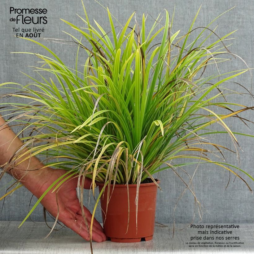 Esimerkki kesällä toimitetusta Sara Variegata Pot de 1L/1,5L-taimesta
