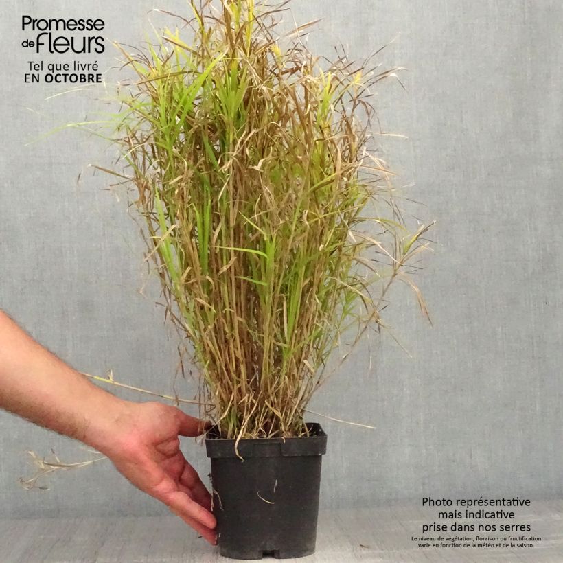 Esimerkki syksyllä toimitetusta Palmusara - Carex muskingumensis 2 litran/3 litran ruukku-taimesta