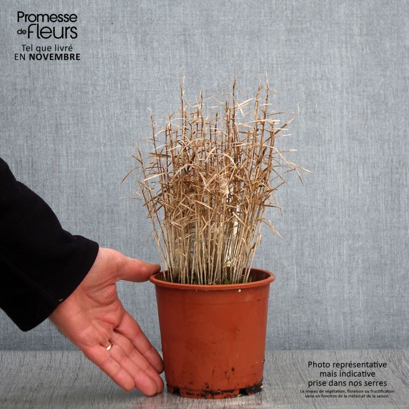 Esimerkki syksyllä toimitetusta Carex muskingumensis Little Midge - Laîche d'Amérique Pot de 1L/1,5L-taimesta