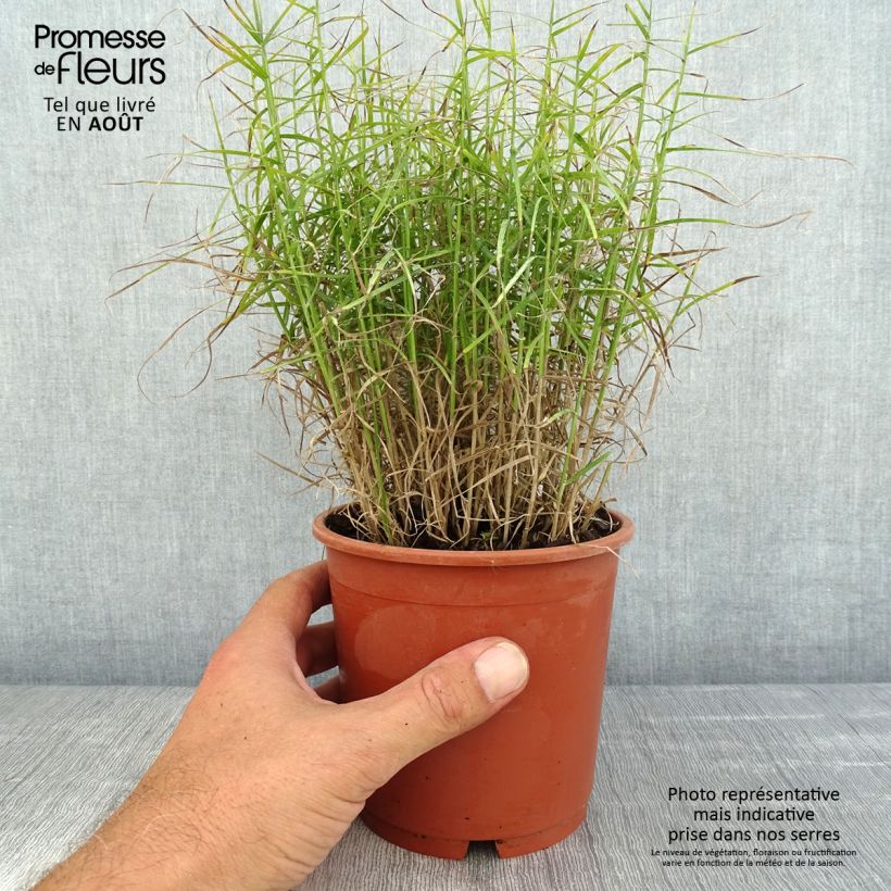 Esimerkki kesällä toimitetusta Palmusara Little Midge Pot de 1L/1,5L-taimesta