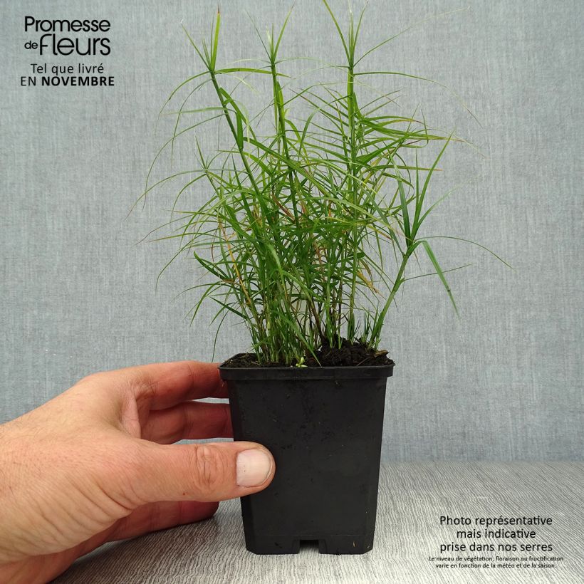 Esimerkki syksyllä toimitetusta Palmusara Little Midge 8/9 cm taimiruukku-taimesta