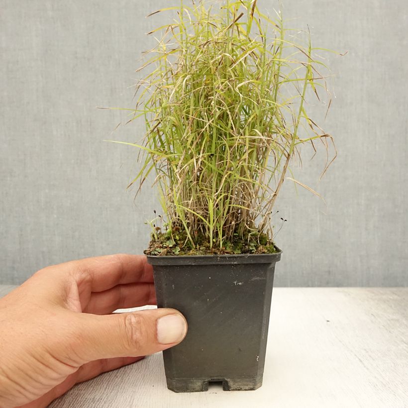 Esimerkki kesällä toimitetusta Palmusara Little Midge Godet de 8/9 cm-taimesta