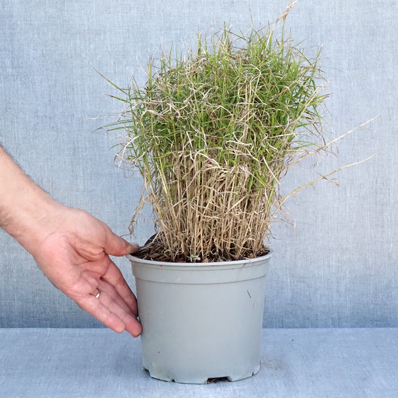 Esimerkki kesällä toimitetusta Palmusara Little Midge Pot de 3L/4L-taimesta