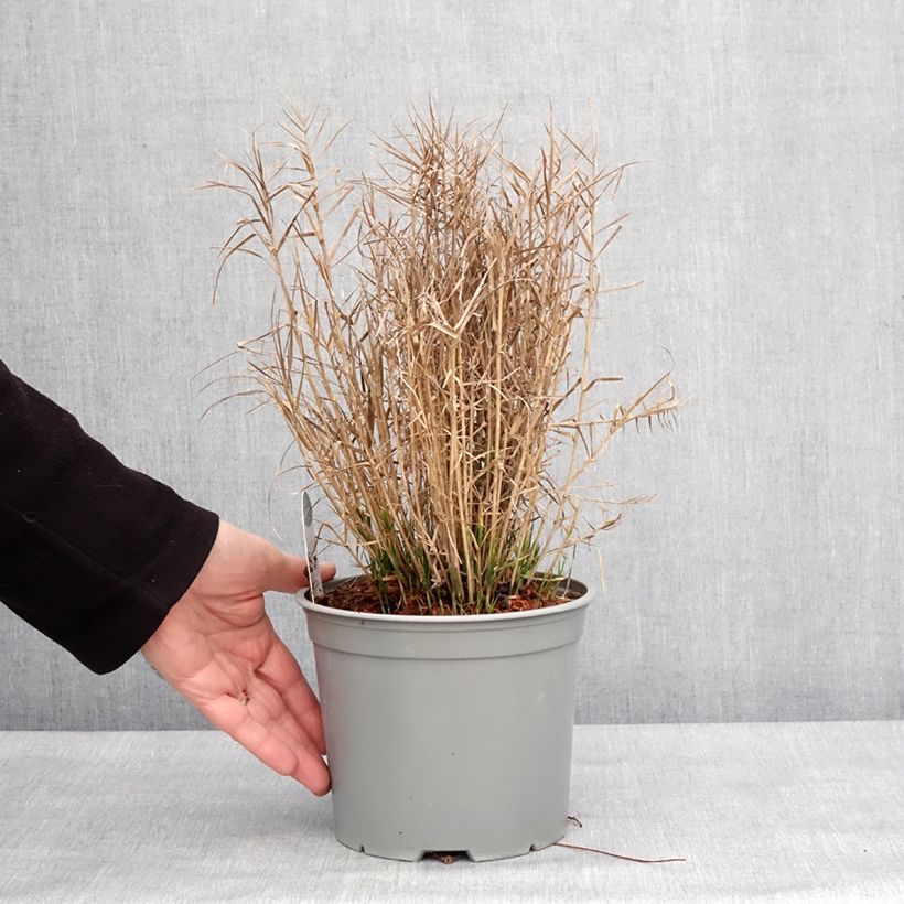Esimerkki talvella toimitetusta Carex muskingumensis Little Midge - Laîche d'Amérique Pot de 3L/4L-taimesta