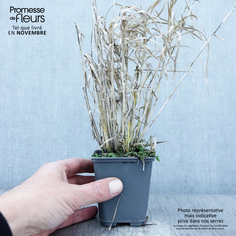 Esimerkki syksyllä toimitetusta Palmusara Oehme 8/9 cm taimiruukku-taimesta