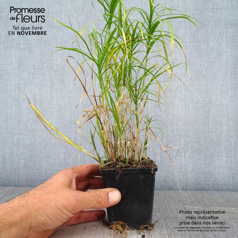 Esimerkki syksyllä toimitetusta Palmusara Silberstreif 8/9 cm taimiruukku-taimesta