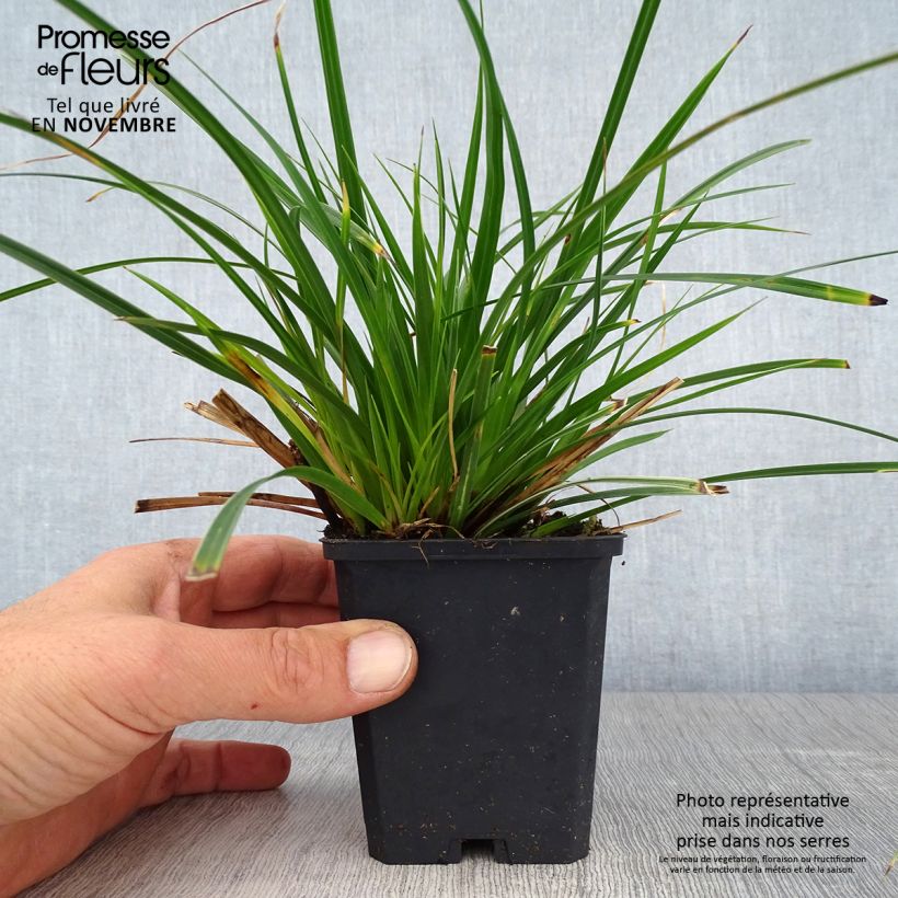 Esimerkki syksyllä toimitetusta Palmusara variegata 8/9 cm taimiruukku-taimesta