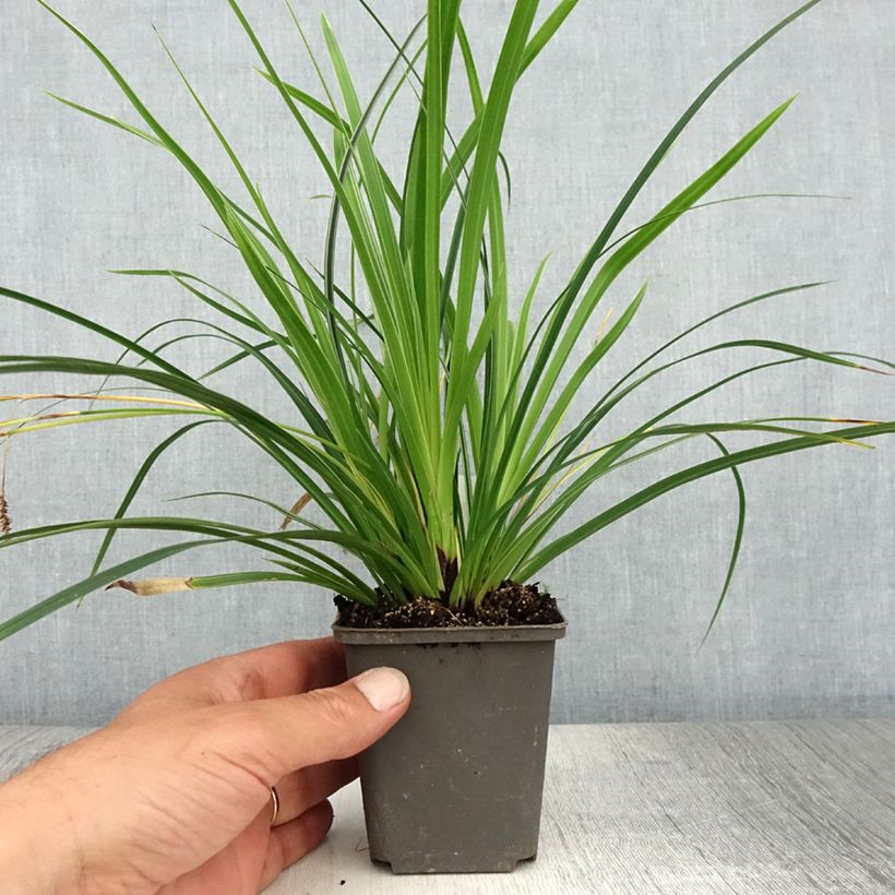 Esimerkki kesällä toimitetusta Palmusara variegata Taimiruukku 8/9 cm-taimesta
