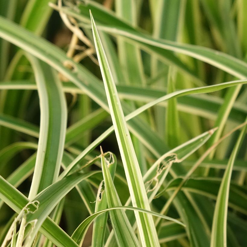 Palmusara variegata (Lehvistö)