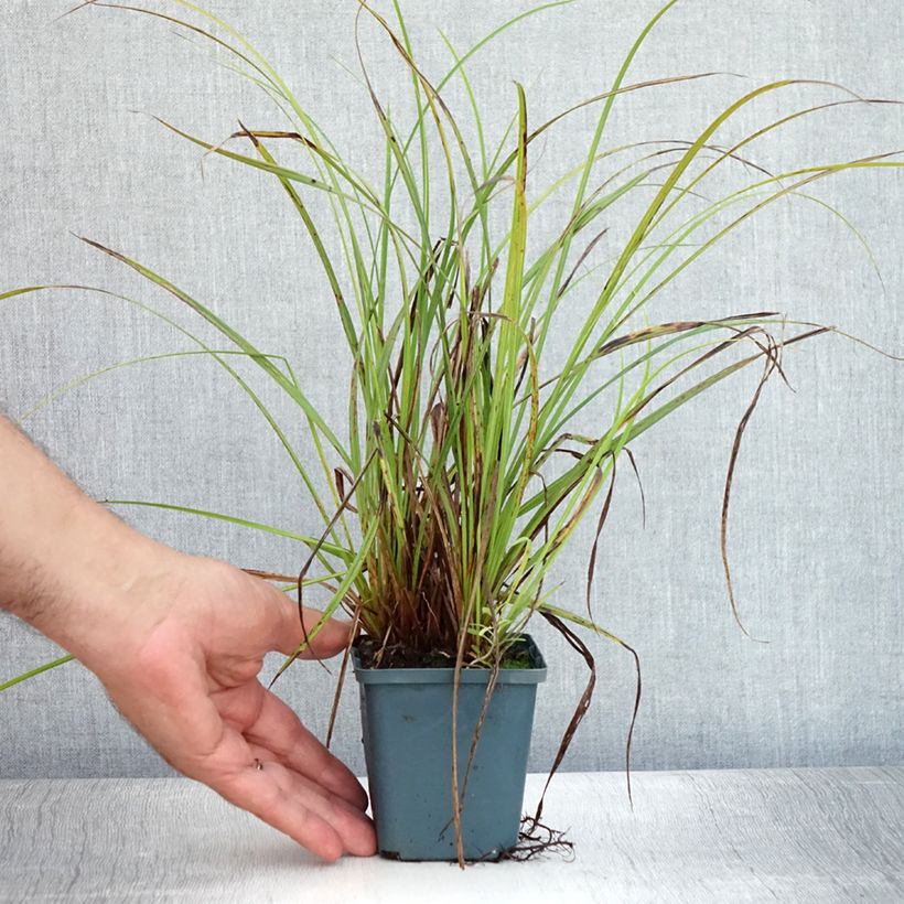 Esimerkki kesällä toimitetusta Jokapaikansara - Carex nigra Godet de 8/9 cm-taimesta