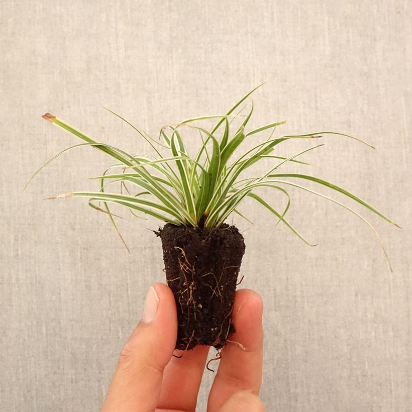 Esimerkki syksyllä toimitetusta Oshimasara Everest Minipaakku Ø 3/4 cm-taimesta