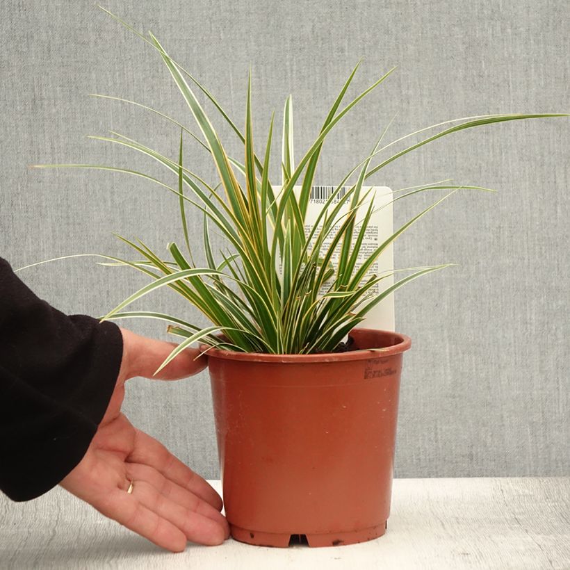 Esimerkki kesällä toimitetusta Oshimasara Everglow Pot de 1,5L/2L-taimesta