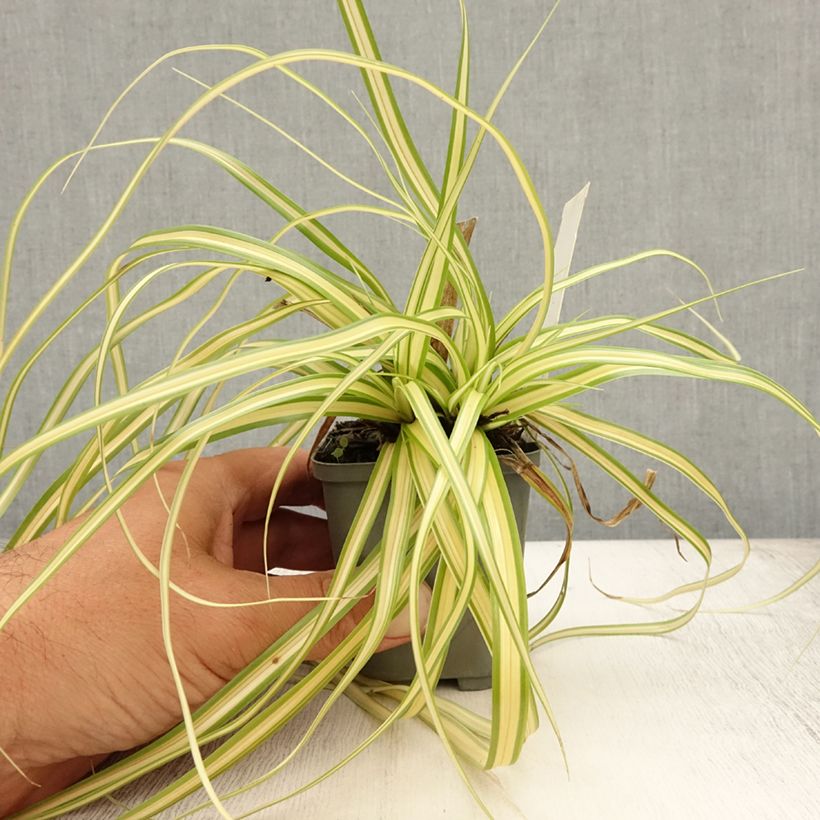 Esimerkki kesällä toimitetusta Oshimasara Evergold Taimiruukku 8/9 cm-taimesta