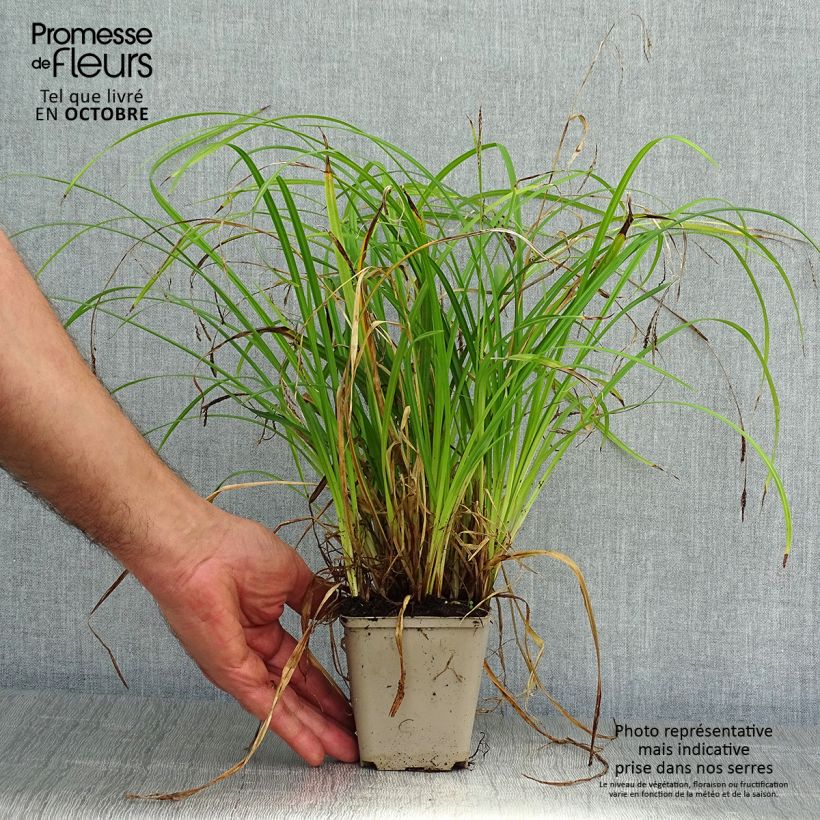 Esimerkki syksyllä toimitetusta Oshimasara EverColor Everlime 8/9 cm taimiruukku-taimesta