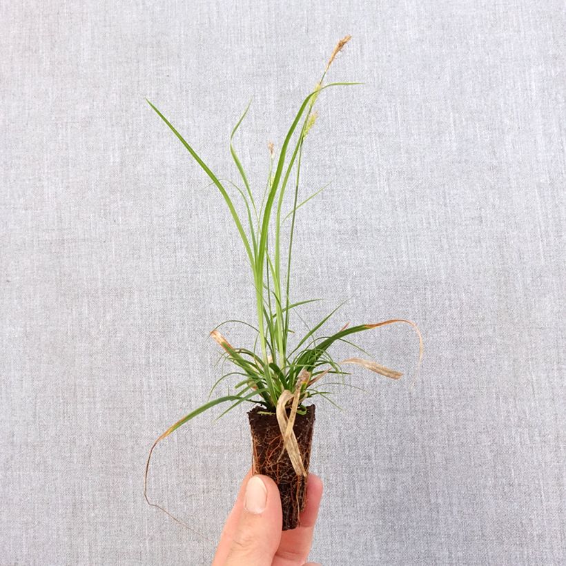 Esimerkki keväällä toimitetusta Oshimasara EverColor Everlime Minipaakku Ø 3/4 cm-taimesta