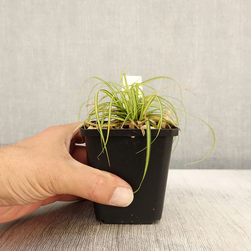 Esimerkki syksyllä toimitetusta Oshimasara EverColor Eversheen 8/9 cm taimiruukku-taimesta