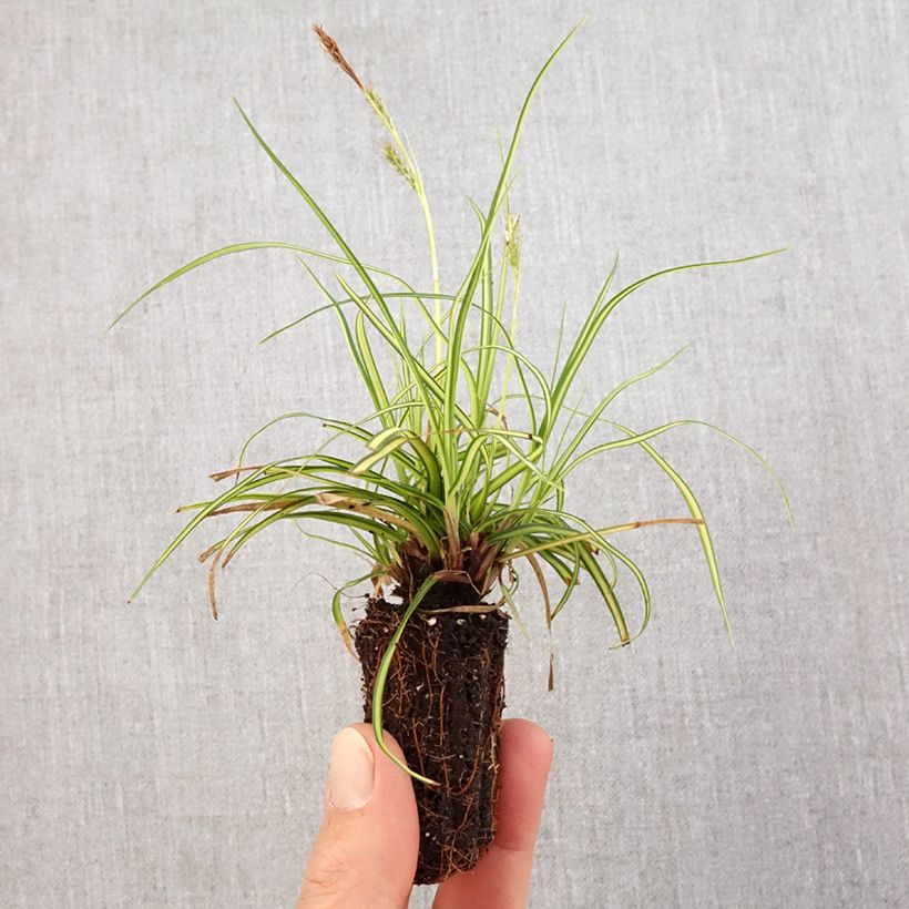 Esimerkki keväällä toimitetusta Oshimasara EverColor Eversheen Mini-motte Ø 3/4 cm-taimesta