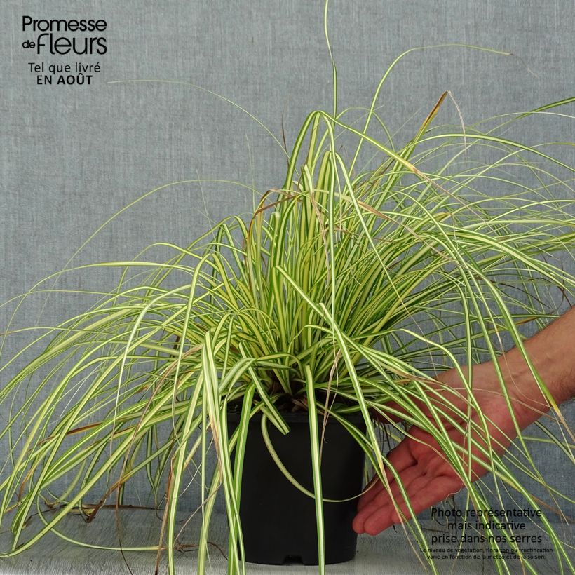 Esimerkki kesällä toimitetusta Oshimasara EverColor Eversheen Pot de 2L/3L-taimesta