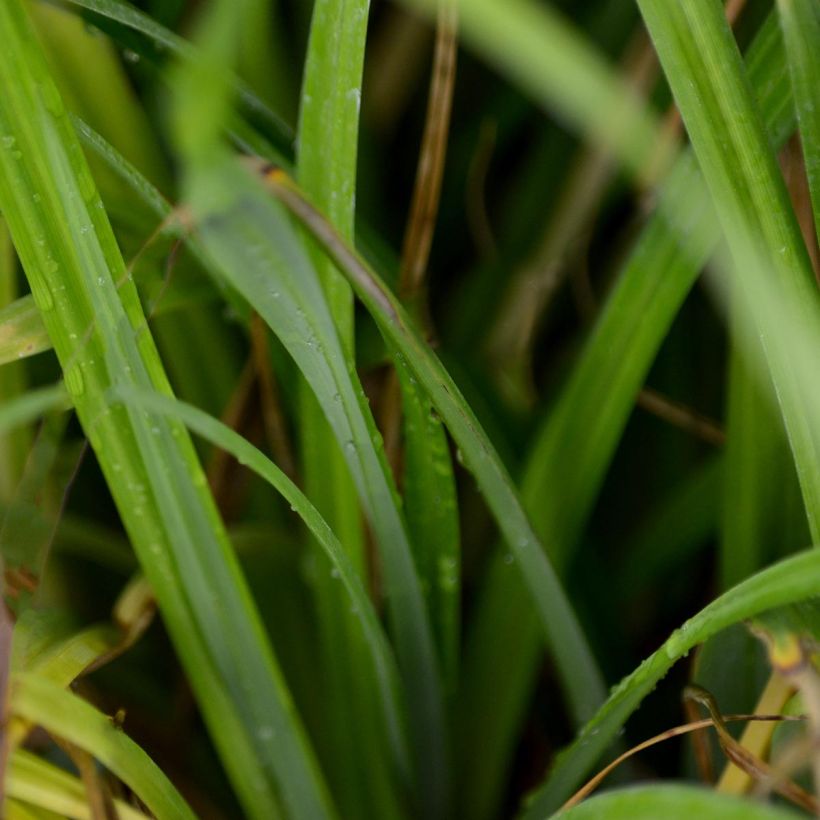 Nuokkusara - Carex pendula (Lehvistö)